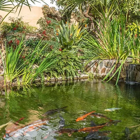 Palmas 21c Oasis * نيرخا
